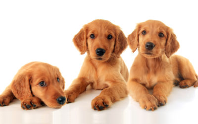 Animal Death – God’s Fault or Man’s Fault?