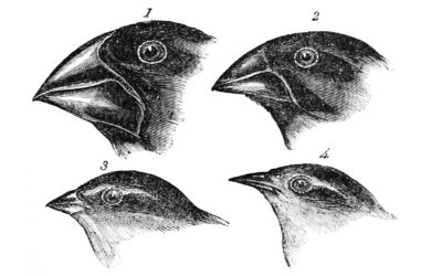 Natural Selection – Part 2:  Adaptation
