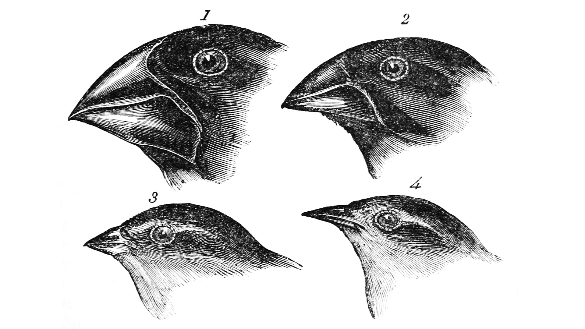 Дарвин вьюрки Галапагосские острова